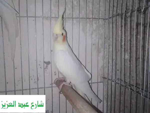 فرصة نادرة: نتاية حمام بمار (ع16 - عبدالقادر) 10 شهور...