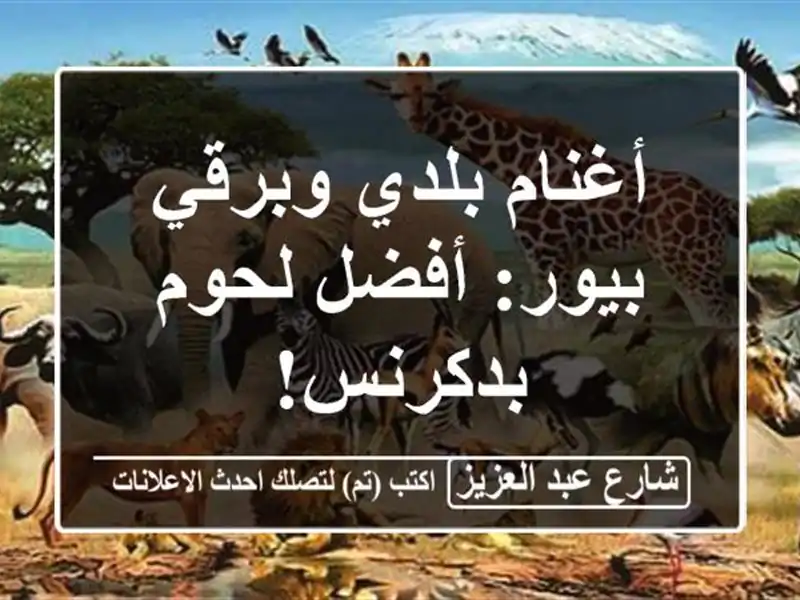 أغنام بلدي وبرقي بيور: أفضل لحوم بدكرنس!