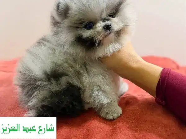 بوميرانيان ميرل مستورد من أوروبا: جرو أصيل...