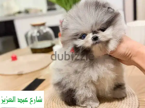 بوميرانيان ميرل مستورد من أوروبا: جرو أصيل بضمانات كاملة وشحن لباب بيتك!