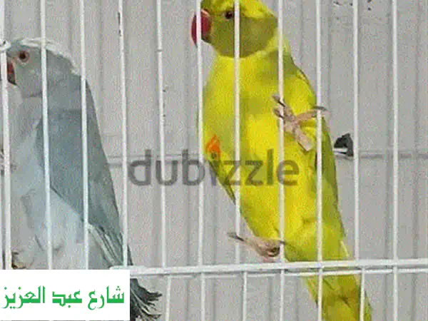 فرصة ذهبية: بغبغان، صن كونيور، روزيلا - وارد...