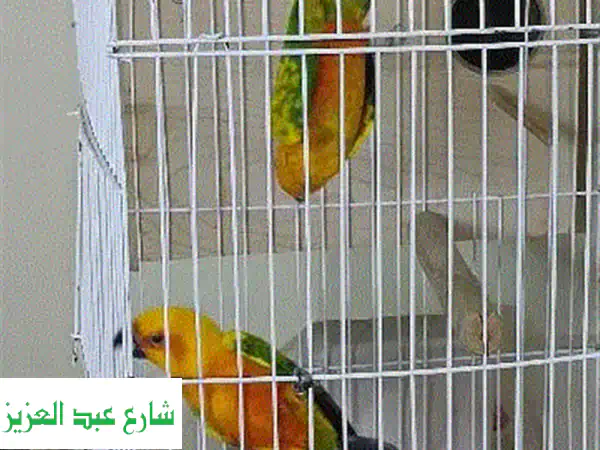 فرصة ذهبية: بغبغان، صن كونيور، روزيلا - وارد الخارج، جاهزة للتكاثر والإنتاج!