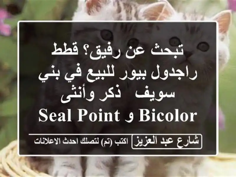 تبحث عن رفيق؟ قطط راجدول بيور للبيع في بني سويف -...