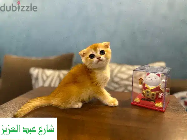 فرصة ذهبية! 🥇 قطط سكوتش فولد بيور 100% للبيع - ولد NY...