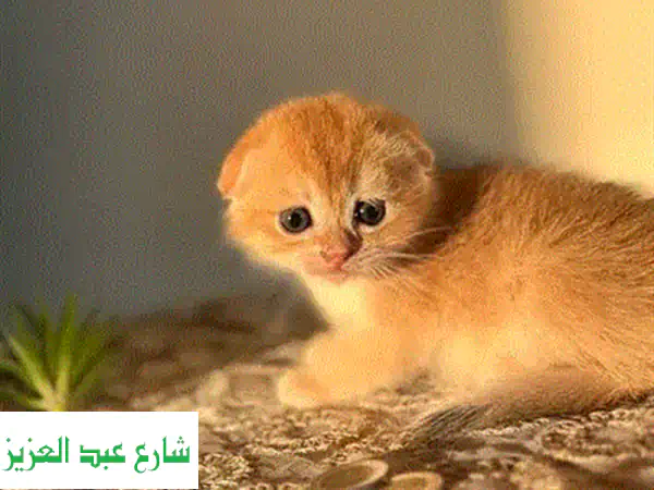 فرصة ذهبية! 🥇 قطط سكوتش فولد بيور 100% للبيع - ولد NY 12 وبنت أصيلة | تربية منزلية فاخرة