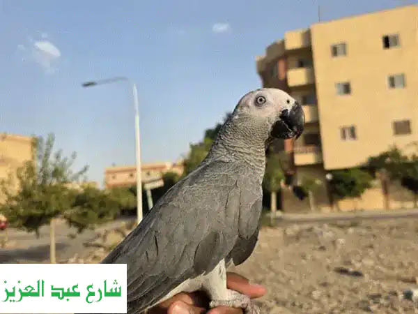 قطة زنجبارية أنثى أليفة للتبني ✨ عيون رمادية ساحرة - 8 شهور بالعبور