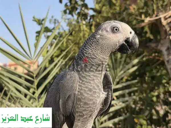 قطة زنجبارية أنثى أليفة للتبني ✨ عيون رمادية ساحرة -...
