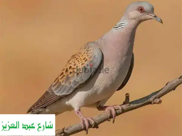 ديانا 38 T01 الأصلي الألماني: قمة الجودة والأداء...