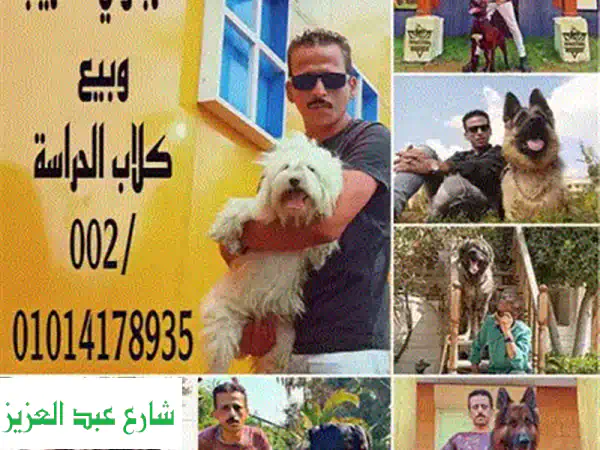 العرباوي: مدرب كلاب حراسة بخبرة حرس الحدود - أمانك يبدأ هنا!