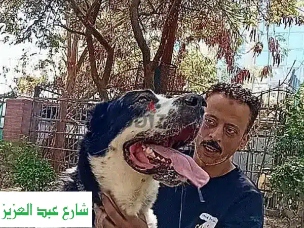 العرباوي: مدرب كلاب حراسة بخبرة حرس الحدود - أمانك...