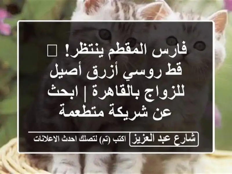فارس المقطم ينتظر! 👑 قط روسي أزرق أصيل...