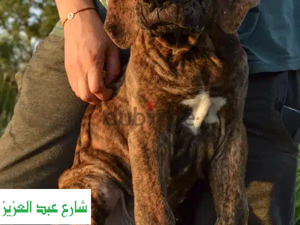 جرو فيلا ماستيف أوروبي فاخر | Be Special - أصالة وجودة...
