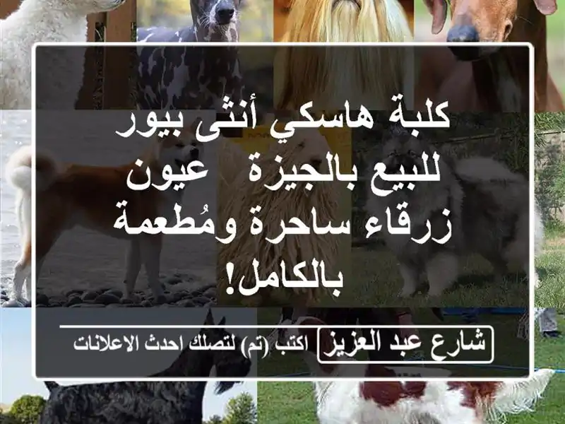 كلبة هاسكي أنثى بيور للبيع بالجيزة - عيون زرقاء...