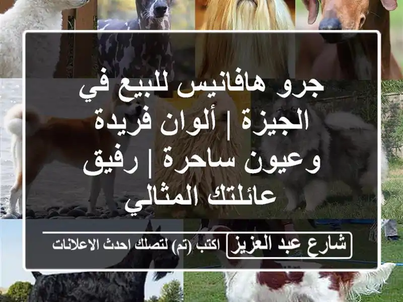 جرو هافانيس للبيع في الجيزة | ألوان فريدة وعيون ساحرة...