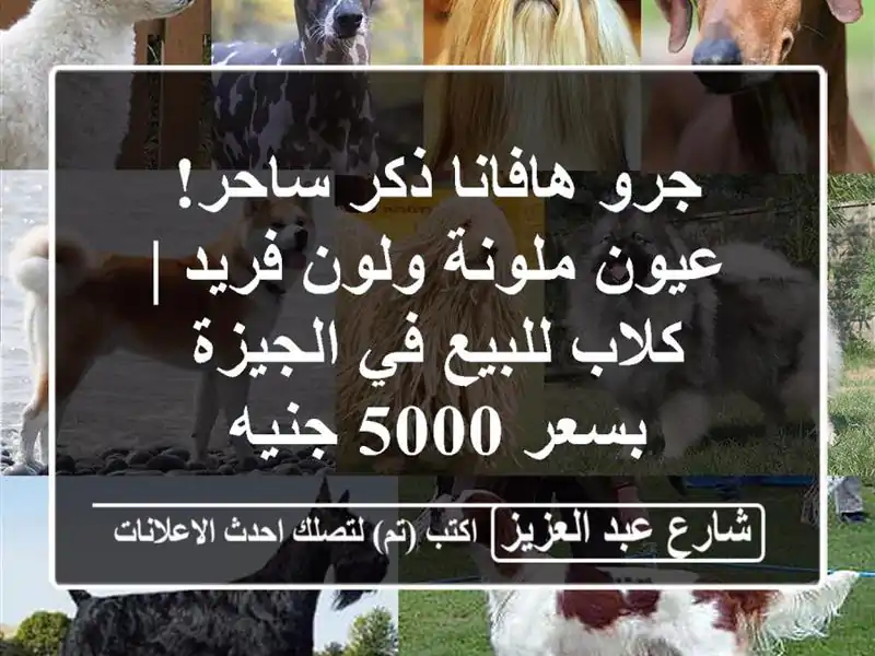 جرو هافانا ذكر ساحر! عيون ملونة ولون فريد | كلاب...