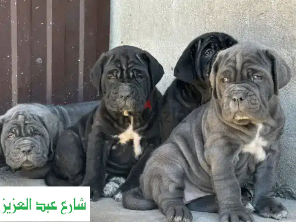 امتلك جرو نيابوليتان ماستيف أصيل: مستورد من أكبر مزارع أوروبا - شامل الشحن والتخليص الجمركي!