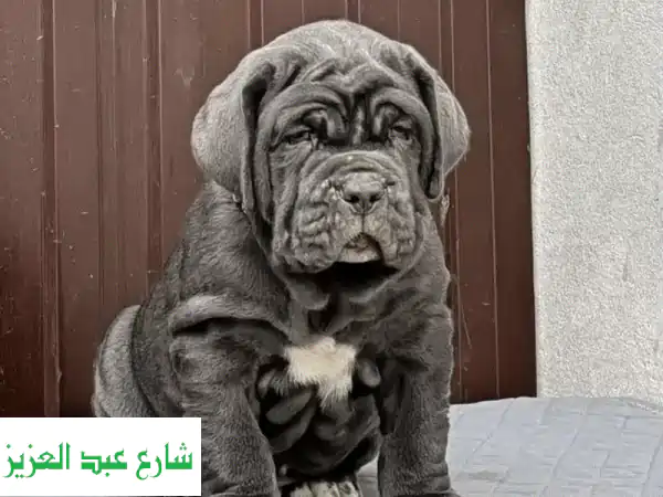 امتلك جرو نيابوليتان ماستيف أصيل: مستورد من أكبر...