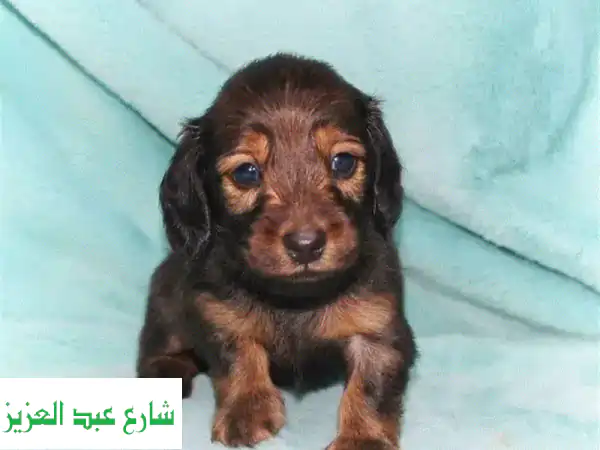 Rabbit dachshund puppy boy from Russia