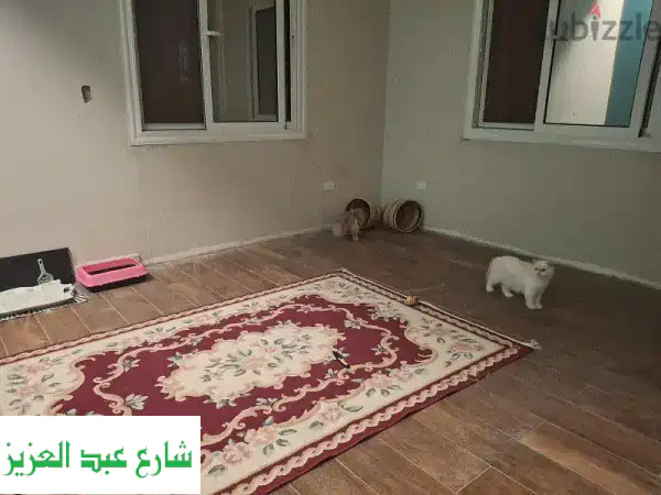 استضافة قطط بالمنزل: رعاية وحب بلا أقفاص! | فندقة قطط منزلية مريحة وآمنة