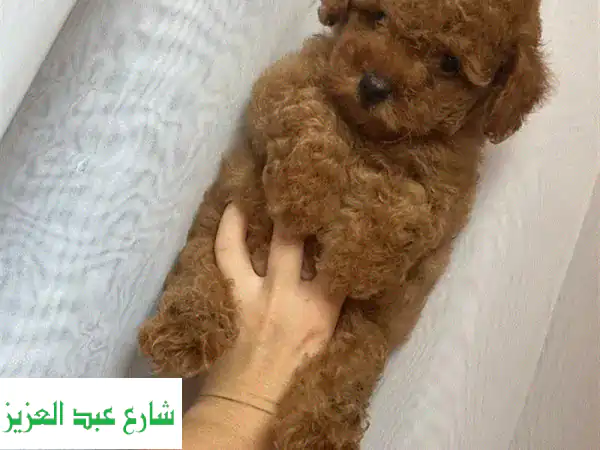 توي بودل بني أصيل للبيع: جراء رائعة من أبوين مستوردين - جاهزون لمنزل جديد!