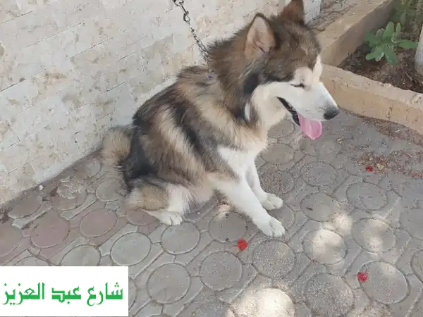 هاسكي ذكر أصيل للبيع بـ 6 أكتوبر (عمر سنتين) - تواصل مع الحاج ماجد