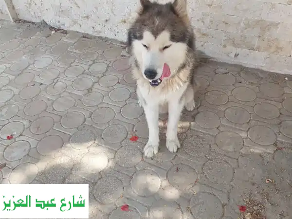 هاسكي ذكر أصيل للبيع بـ 6 أكتوبر (عمر سنتين) - تواصل...