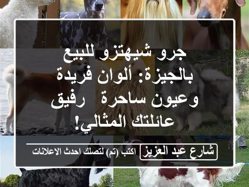 جرو شيهتزو للبيع بالجيزة: ألوان فريدة وعيون ساحرة...