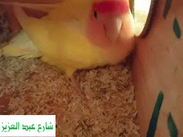 كناري للبيع: قص مميز بألوان ساحرة | عمر 4 أشهر | صحة ونشاط