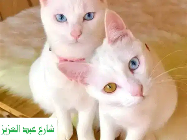 إقامة قطط VIP بمدينة نصر: رعاية فاخرة شاملة...