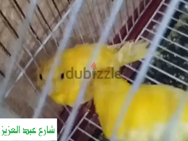كناري للبيع: قص مميز بألوان ساحرة | عمر 4 أشهر | صحة ونشاط
