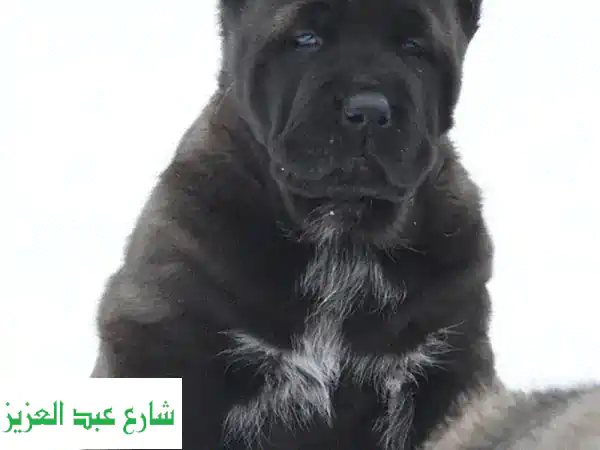 امتلك أسطورتك: جرو ألاباي (Alabai) أبطال الدم الأوروبي النقي | FCI | كلاب للبيع مصر