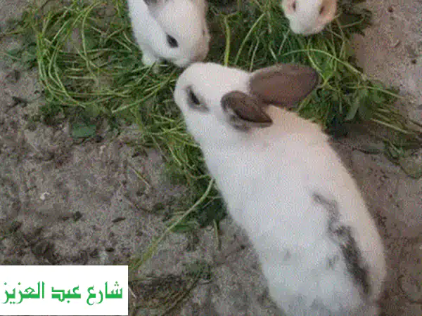 أرانب مفطومة للبيع: رفقاء البهجة! 🐰 فرنسي، بلدي وخليط – صحة وجمال!