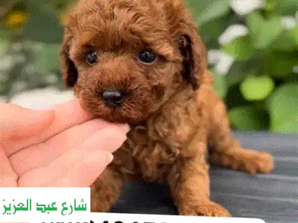 فرصة لا تعوض: جرو بودل توي (ذكر) ساحر 60 يومًا | مطعم بالكامل | القاهرة وشحن عالمي