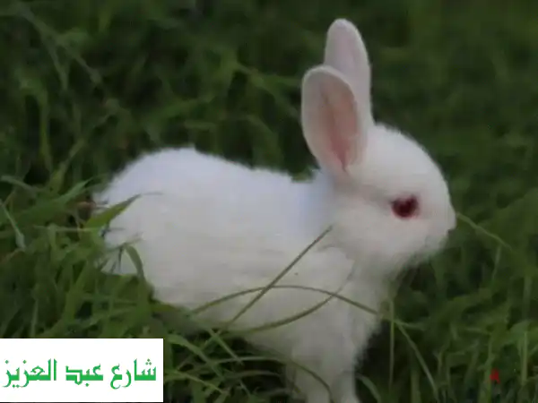 أرانب مفطومة للبيع: رفقاء البهجة! 🐰 فرنسي، بلدي...