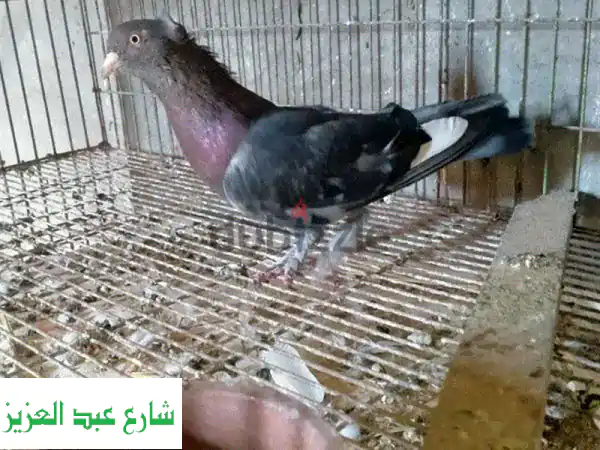 امتلك الآن: ذكر شقلباظ شغال 💯 أداء مبهر وهواية...