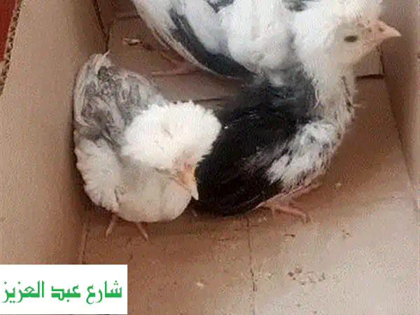 امتلك الآن: ذكر شقلباظ شغال 💯 أداء مبهر وهواية لا تُنسى!