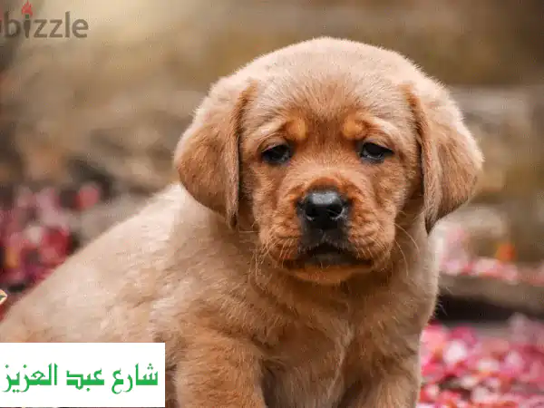 جراء لابرادور ريد فوكس (أوروبي) أصلي 🦊 | ذكر وأنثى...