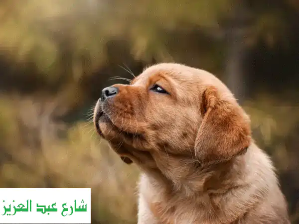 جراء لابرادور ريد فوكس (أوروبي) أصلي 🦊 | ذكر وأنثى | شهرين | FCI | توصيل عالمي
