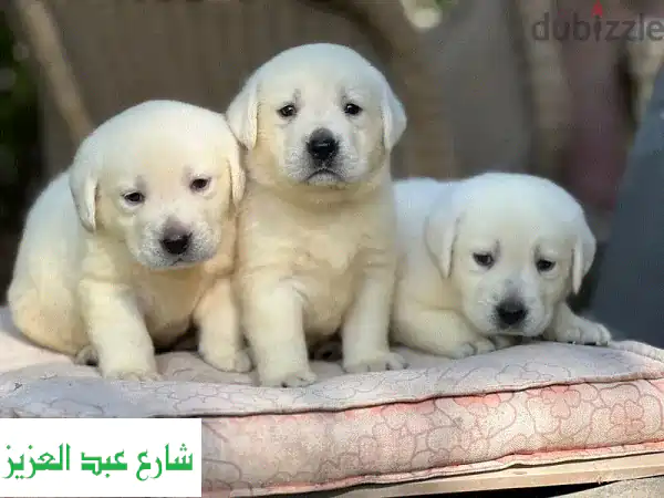 جرو لابرادور أبيض نقي للبيع في مصر - حصرياً لدينا! (سلالة نادرة بضمان FCI)