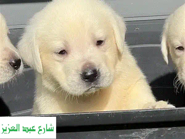 جرو لابرادور أبيض نقي للبيع في مصر - حصرياً...