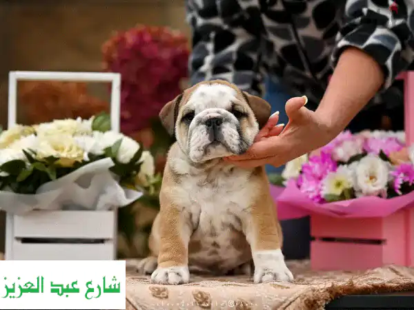 جرو بولدوج إنجليزي أنثى 🐾 مستورد من نخبة مزارع...