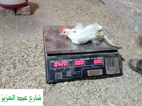 بسم الله ما شاء الله 🌟 | فراخ بلدي مشعر بقنا - عمر 40 يوم | عرض خاص لا يفوتك!