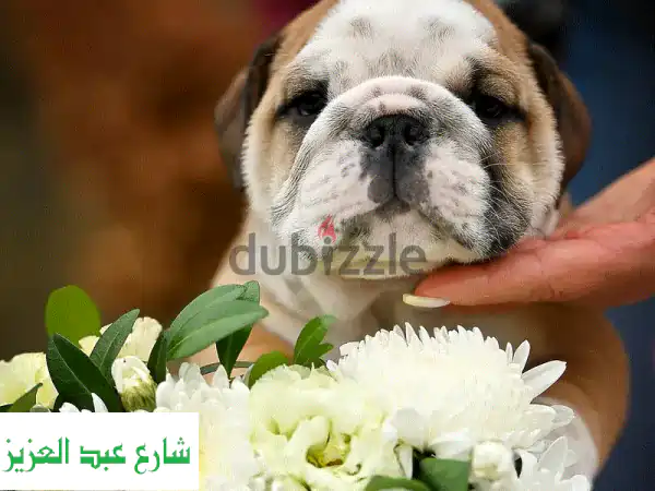 جرو بولدوج إنجليزي أنثى 🐾 مستورد من نخبة مزارع أوروبا | FCI، جواز سفر، توصيل Door-to-Door شامل!