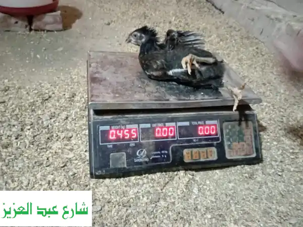 بسم الله ما شاء الله 🌟 | فراخ بلدي مشعر بقنا - عمر 40...