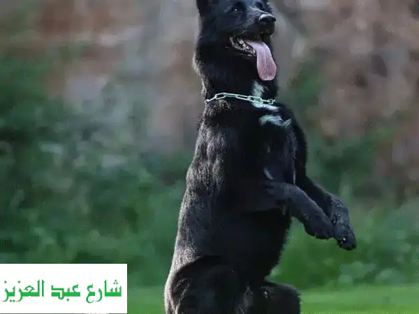 أكاديمي الأسد: تدريب كلاب احترافي، فندق 5 نجوم،...