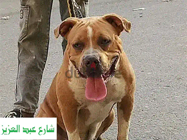 زواج تشيواوا ذكر: الأصغر والنادر بمصر | رأس تفاحي ثلاثي الألوان مميز!