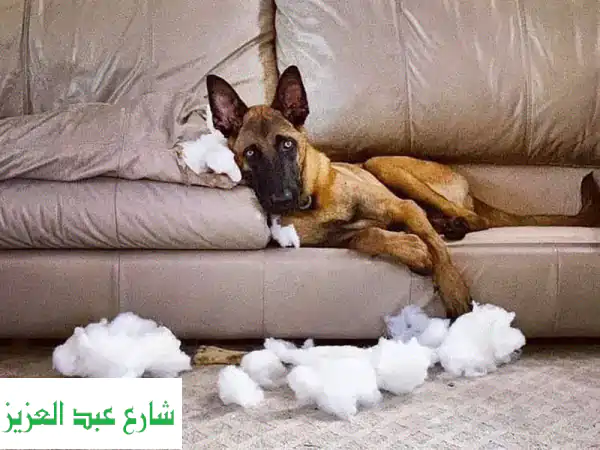 أكاديمي الأسد: تدريب كلاب احترافي، فندق 5 نجوم، ورعاية حيوانات متكاملة!