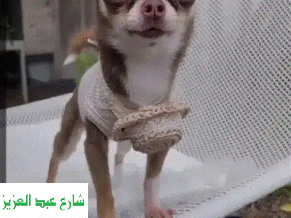 زواج تشيواوا ذكر: الأصغر والنادر بمصر | رأس تفاحي...