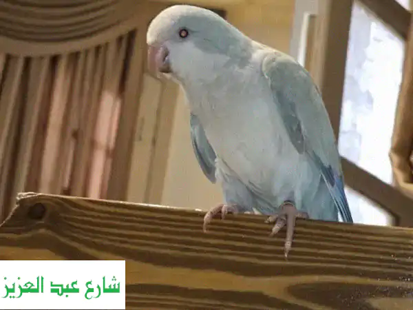 🔥 فرصة ذهبية: ريدرام البينو تفريخ مصري نادر & ببغاء كويكر سكاي بلو أليف وآمن للأطفال! العبور