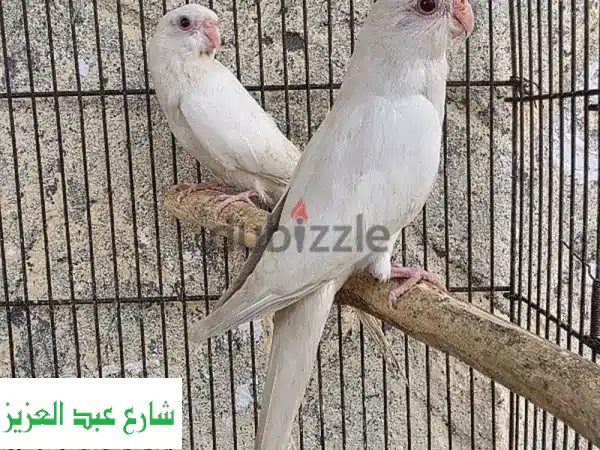 🔥 فرصة ذهبية: ريدرام البينو تفريخ مصري نادر &...